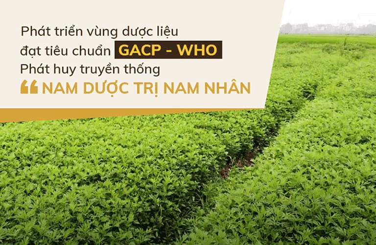 Vườn dược liệu của Đỗ Minh Đường